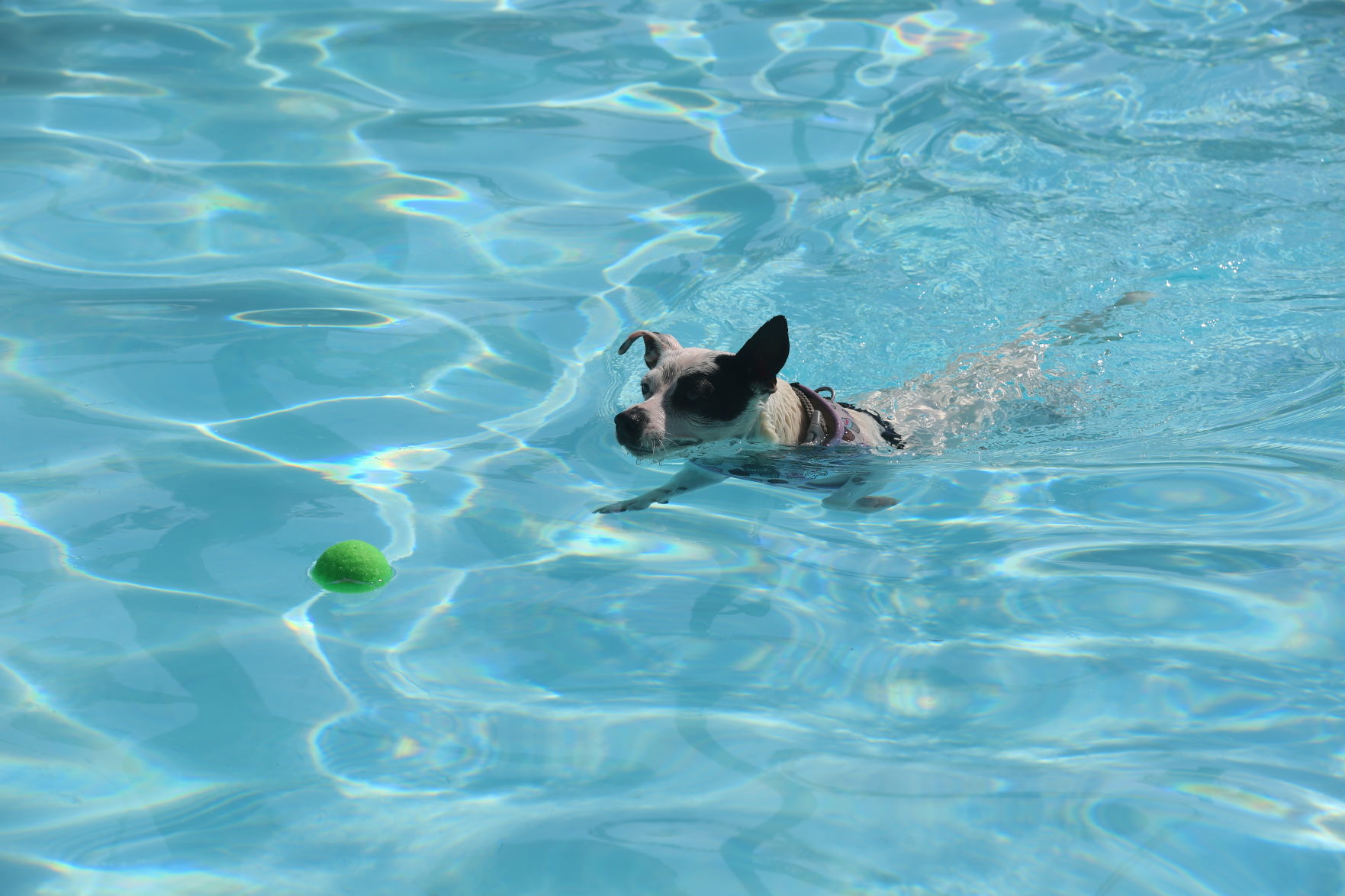 090919_gal_WWdogs (16)